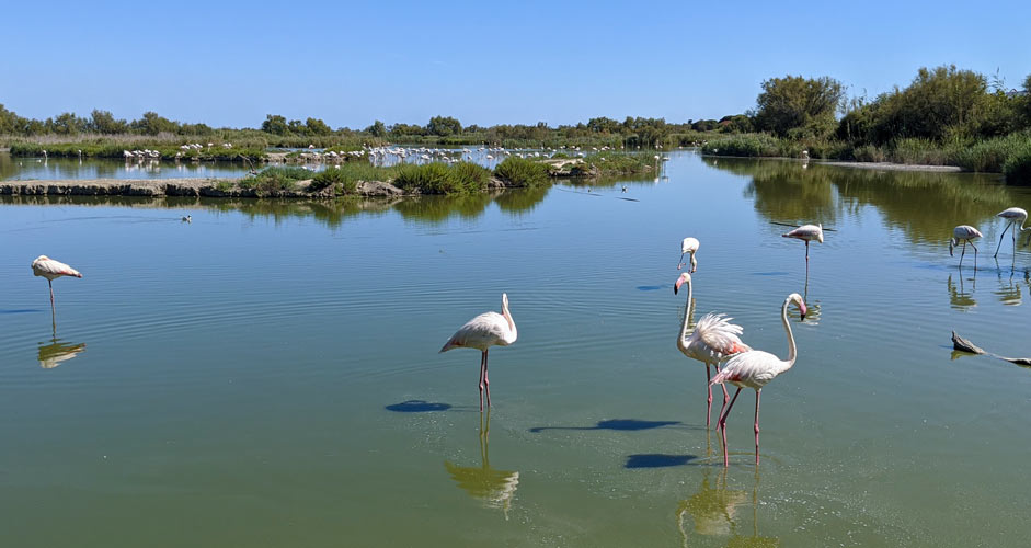 Ornithologischer Park von Pont de Gau, Region Camargue