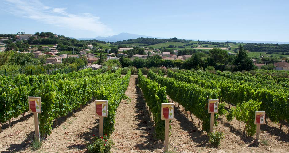 Chateauneuf-du-Pape