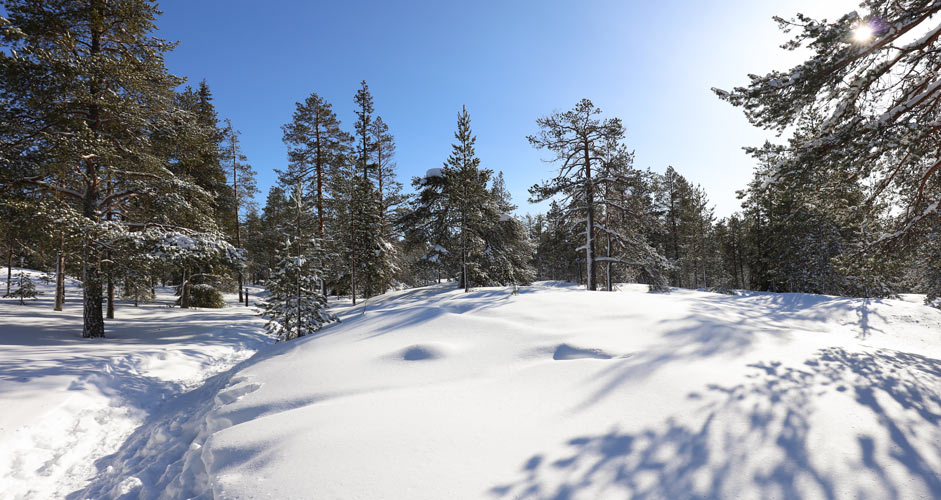 Wandern in Rovaniemi, Finnland